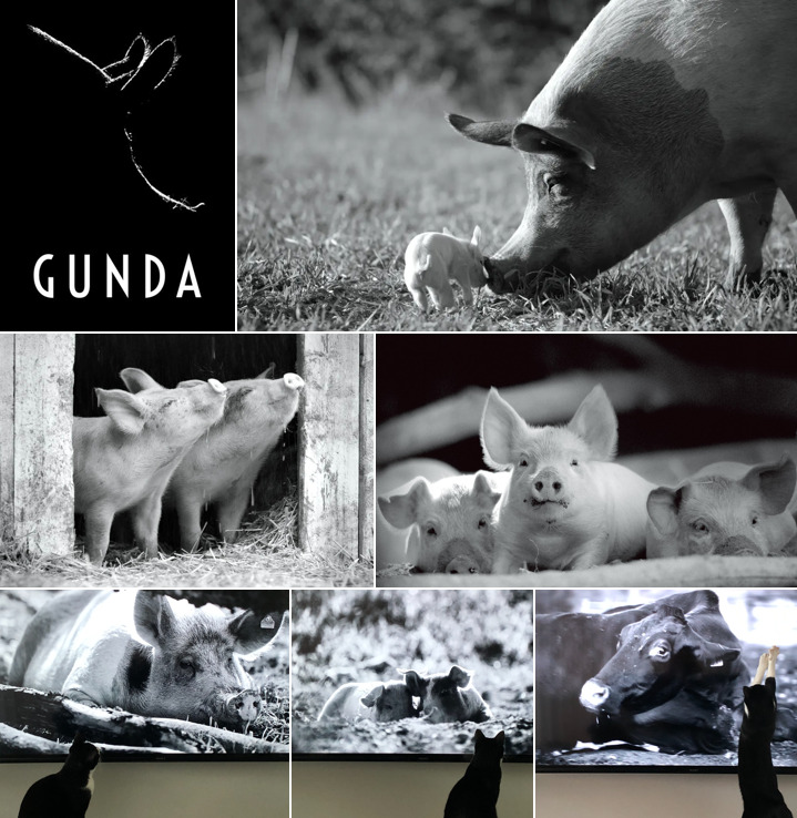 gunda1